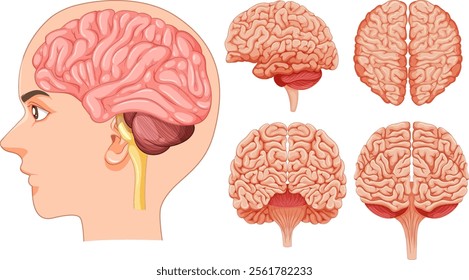 Detailed vector illustration of human brain anatomy