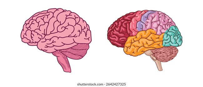 Detailed vector illustration of the human brain showing both unlabeled and color-coded anatomical regions for educational and medical use.