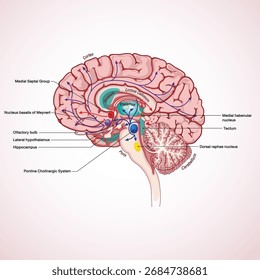 Detailed vector illustration of human brain anatomy showing labeled structures including cortex, thalamus, hippocampus, and cerebellum for medical and educational use.