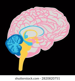 Detailed vector illustration of the human brain in sagittal section showing the cerebral hemispheres, cerebellum, brainstem, corpus callosum, thalamus, hypothalamus and pituitary gland. Educational medical anatomy diagram isolated on a black background.