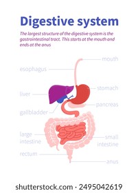 Detaillierte Vektorillustration des menschlichen Verdauungssystems