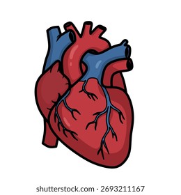 Detailed vector illustration of a human heart in color, showing arteries and veins. Perfect for medical education, anatomy diagrams, biology textbooks, and healthcare infographics