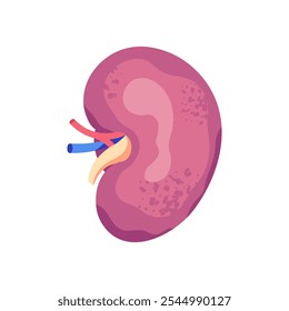 Detailed vector illustration of human kidney anatomy, isolated on white background