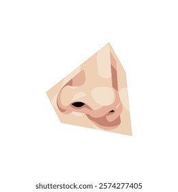 A detailed vector illustration of a human nose, perfect for medical and scientific illustrations.