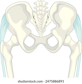 Detailed vector illustration of human pelvic bones