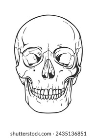 A detailed vector illustration of a human skull. Vector line drawing.