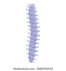 Detailed vector illustration of a human vertebral column isolated on white background