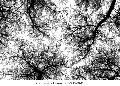 Detailed vector illustration of intertwined bare tree branches viewed from below. Black and white canopy silhouette forming an abstract natural pattern, ideal for backgrounds, posters and modern design