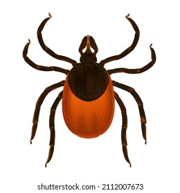 ilustración vectorial detallada de una marca ixode. Aislado sobre un fondo blanco