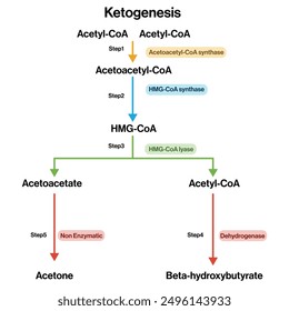 Detailed Vector Illustration of Ketogenesis Metabolic Pathway on White Background, Ketone Bodies Production, Biochemical Process Diagram.