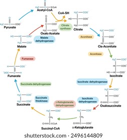 Ilustración vectorial detallada de la ruta metabólica del ciclo de Krebs sobre fondo blanco, diagrama completo del ciclo del ácido cítrico.