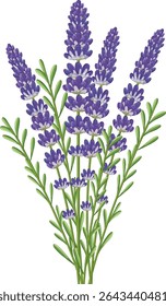 Detailed vector illustration of a lavender bouquet with vibrant purple flowers and lush green stems, showcasing botanical elegance