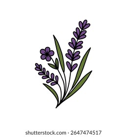 A detailed vector illustration of lavender flowers and green leaves on a white background. The image features a stylized floral design with a clean, modern aesthetic.