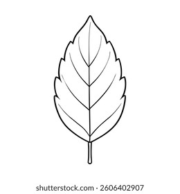 A detailed vector illustration of a leaf set against a clean white background. Ideal for nature-themed designs,
