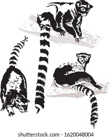 Detailed vector illustration of a lemurs
