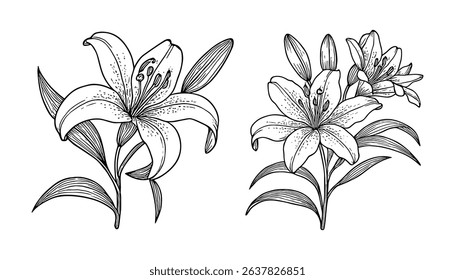 Detailed Vector Illustration of Lily Flowers with Leaves in Black and White Style