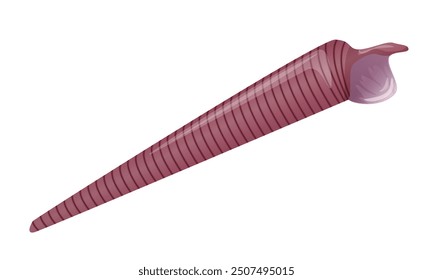 Detailed vector illustration of a long spiral seashell in maroon tones.