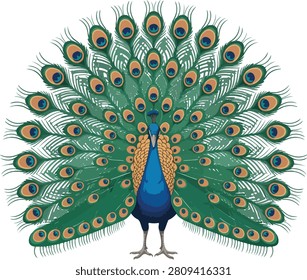 Detailed vector illustration of a magnificent peacock with a large, fanned tail showcasing striking blue and green plumage and ornate ocelli.