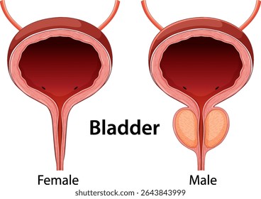 Detailed vector illustration of male and female bladder anatomy, highlighting structural differences with clear labels and vibrant colors