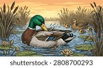 A detailed vector illustration of a mallard duck family in a peaceful wetland during sunset. In the foreground, a colorful male drake splashes and preens its feathers in the water, surrounded by lily pads and blooming white water lilies. In the background, a female hen swims with her small ducklings among tall cattails and reeds under a warm orange sky. Perfect for nature, wildlife, and outdoor-themed designs.