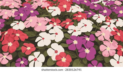 Detailed vector illustration of multi-colored vinca flowers including white, pink, and purple blooms. A factual representation of Madagascar periwinkle plants in a garden setting.