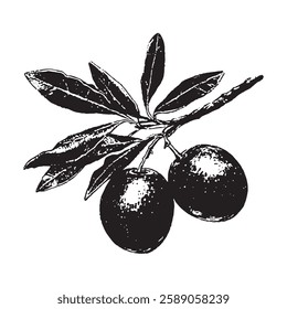 detailed vector illustration of an olive branch with leaves and fruits in vintage engraving style, perfect for food, botanical, and mediterranean-themed designs