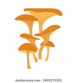 Detailed vector illustration of oyster mushrooms on a white background. Colorful sketch design is perfect for culinary, botanical, and nature-themed projects, cover,card, poster