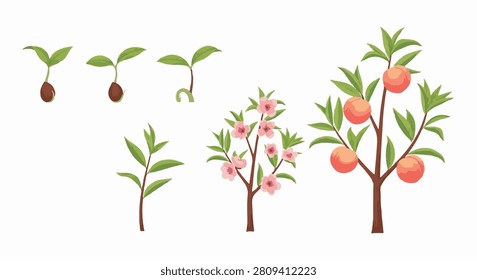 Detailed vector illustration of the peach tree growth cycle stages: seed germination, sprout, sapling, flowering tree with pink blossoms, and mature tree with ripe peach fruits.