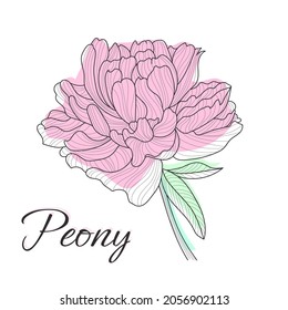 Detailed vector illustration of peony in hand-drawn line art style. Black and white flower with leaves for the design of cards, websites, elegant style.