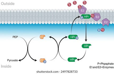 Detailed Vector Illustration of PEP Phosphotransferase System in Glucose Group Translocation in E. coli on White Background.