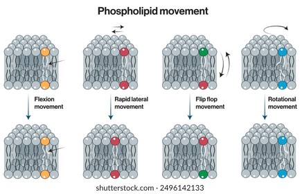 Detailed Vector Illustration of Phospholipid Movement Types Flexion, Rapid Lateral, Flip-Flop, Rotational Movement on White Background, Cellular Biology