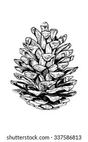 Detailed vector illustration of a pine cone isolated on white