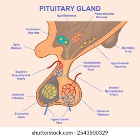 Ilustração detalhada do vetor da hipófise, mostrando partes marcadas incluindo a hipófise anterior e posterior, conexões hipotalâmicas, artérias hipofisárias, quiasma óptico, neurônios relacionados