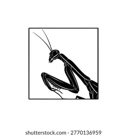 Detailed vector illustration of a praying mantis showcasing its distinctive forelegs and sharp spiked forearms isolated on white background