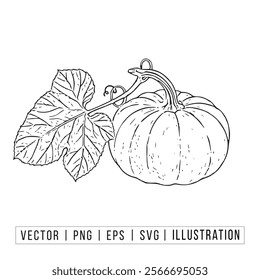 Detailed Vector Illustration of a Pumpkin with Leaf and Vine - Perfect for Autumn and Harvest Designs
