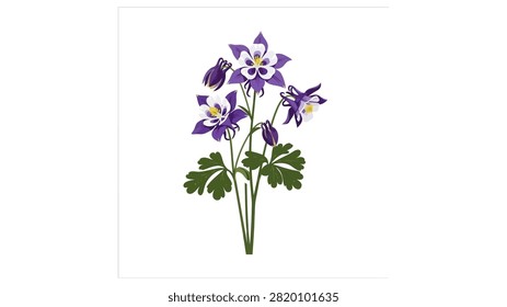 A detailed vector illustration of purple and white Columbine flowers, also known as Aquilegia. The artwork features several open blooms with distinct spurred petals, yellow centers, and green lobed leaves against a clean white background.