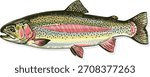 Detailed Vector Illustration of a Rainbow Trout Fish in Hand-Drawn Style