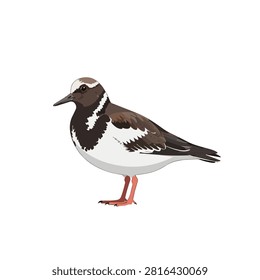 Detailed Vector Illustration of a Ruddy Turnstone Shorebird Isolated on White Background for Design