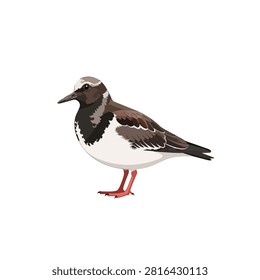 Detailed vector illustration of a ruddy turnstone bird standing isolated on a white background.