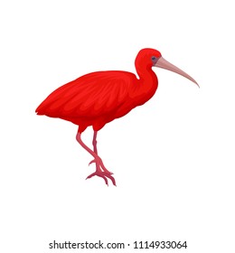 Detailed vector illustration of scarlet ibis. Exotic bird with bright red feathers, narrow beak and long legs. Wild feathered animal