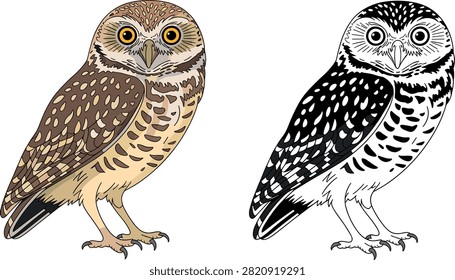 A detailed vector illustration set featuring a burrowing or spotted little owl, presented in both full color and black and white line art. Suitable for educational materials, nature designs, children's books, coloring pages, and logo templates.
