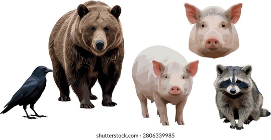 Detailed vector illustration set of omnivorous animals featuring a brown grizzly bear black crow realistic pig raccoon and a domestic pig head portrait.