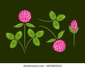 A detailed vector illustration set of red clover, showcasing its vibrant blossoms and distinctive leaves. This collection highlights the plant s natural beauty and versatility for various design