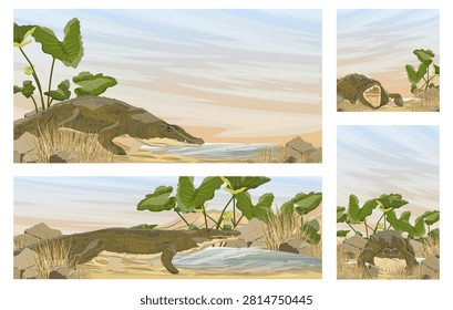 Detailed vector illustration set of wild African Nile crocodile Crocodylus niloticus in a desert oasis landscape featuring a scenic lake shore with large green aquatic plant leaves, stones, and dry grass