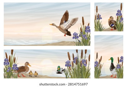 Detailed vector illustration set of wild mallard duck Anas platyrhynchos swimming and flying in a scenic lake shore landscape featuring purple iris flowers, cattails, reeds, and sunset sky backdrop