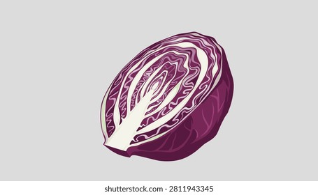 Detailed vector illustration showcasing a cut half of a fresh purple red cabbage displaying its intricate layers.