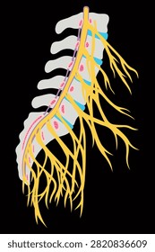 Detailed vector illustration of the spinal cord with spinal nerves, dorsal root ganglia, ventral and dorsal nerve roots. Educational medical anatomy diagram isolated on a black background.