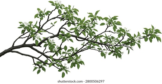 A detailed vector illustration of a spring tree branch featuring lush green foliage and delicate white blossoms. This botanical graphic is perfect for nature-themed designs, wedding invitations, and seasonal marketing materials.
