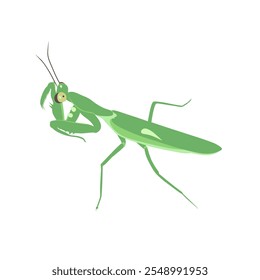 Detailed vector illustration of a standing green praying mantis, showing the insect's anatomy and design. Ideal for educational and nature-related themes.