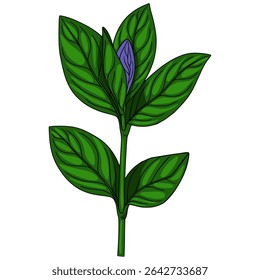 Ilustração vetorial detalhada de uma planta estilizada com folhas verdes vibrantes e um broto roxo fechado, apresentando uma intrincada venação foliar e um estilo ousado, gráfico.